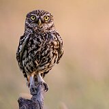 Little owls